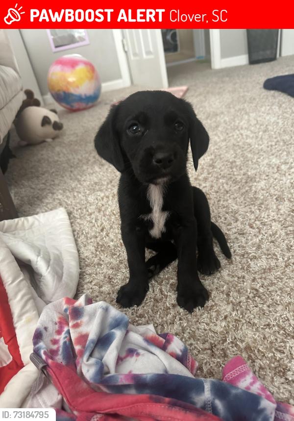 Lost Male Dog last seen Templeton Rd, Clover, SC 29710