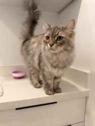 Reunited Female Cat last seen Village animal clinic, Palm Beach Gardens, FL 33418