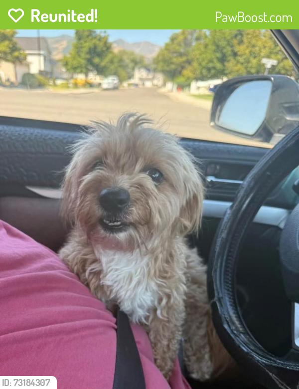 Reunited Female Dog last seen Orchard Elementary, West Valley City, UT 84128