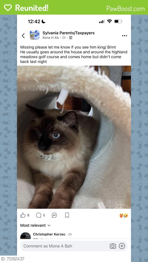 Reunited Male Cat last seen N King & W Brint rd near Highland Golf course area, Sylvania, OH 43560