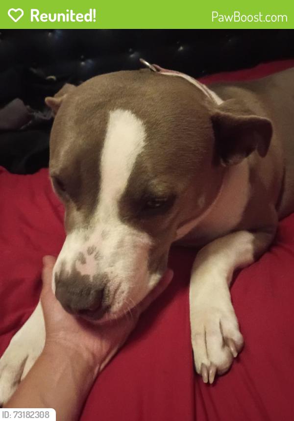 Reunited Female Dog last seen Quincy and 42nd, Minneapolis, MN 55421