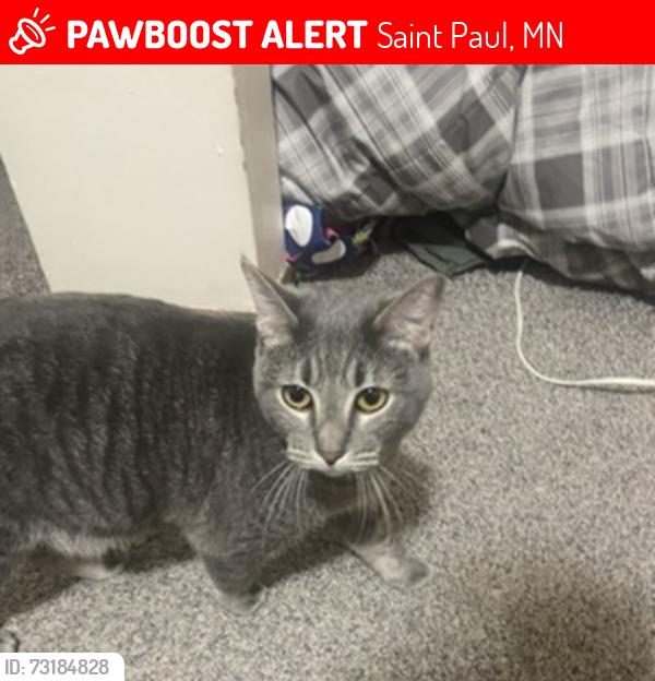 Lost Female Cat last seen Congress,robert,cesar charvez, Saint Paul, MN 55107