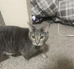Lost Female Cat last seen Congress,robert,cesar charvez, Saint Paul, MN 55107