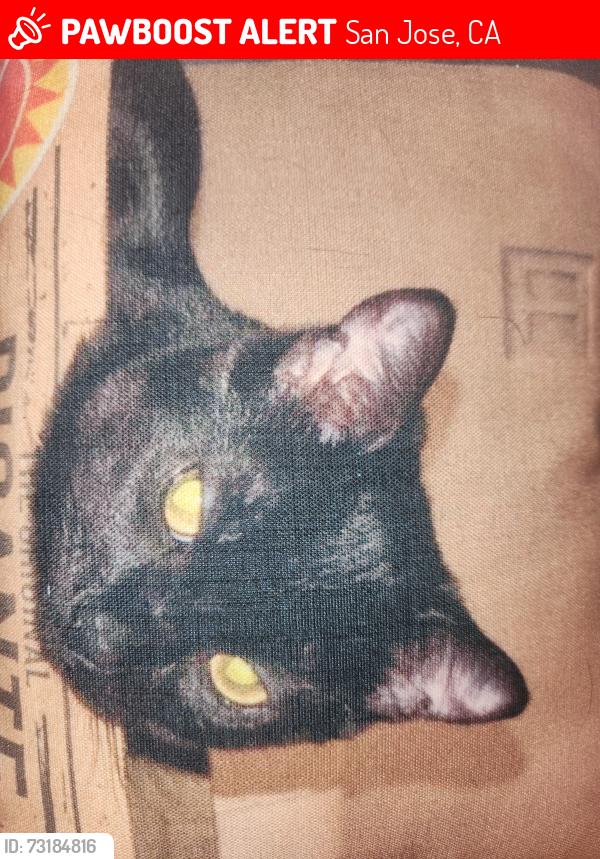 Lost Female Cat last seen In our backyard then hopped the fence, San Jose, CA 95121
