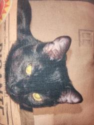 Lost Female Cat last seen In our backyard then hopped the fence, San Jose, CA 95121