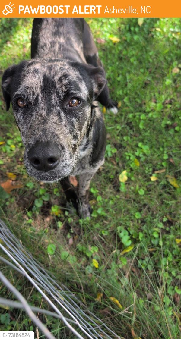 Found/Stray Female Dog last seen Starnes cove road and old Haywood, Asheville, NC 28806