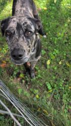 Found/Stray Female Dog last seen Starnes cove road and old Haywood, Asheville, NC 28806