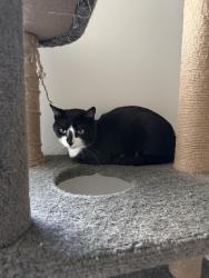 Found/Stray Male Cat last seen Links at Gettysburg Golf Course, Gettysburg, PA 17325