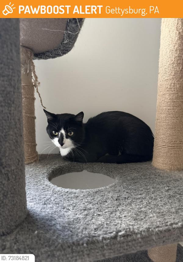 Found/Stray Male Cat last seen Links at Gettysburg Golf Course, Gettysburg, PA 17325