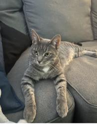 Reunited Female Cat last seen Spruce and Scott street, London, ON N5W 2J3