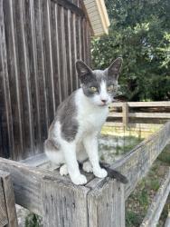 Reunited Female Cat last seen 2nd Texas Rod, Dorchester County, SC 29477