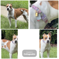 Found/Stray Female Dog last seen Norwalk Lane, Fort Mill SC 29707, Lancaster County, SC 29707