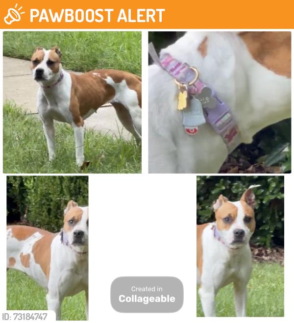 Found/Stray Female Dog last seen Norwalk Lane, Fort Mill SC 29707, Lancaster County, SC 29707