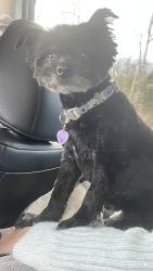 Reunited Female Dog last seen Dilley’s Rd and Anna Dr, Wadsworth, IL 60083