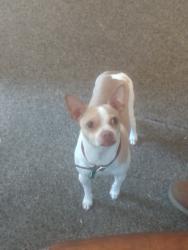 Reunited Male Dog last seen Harris and prospect, Eureka, CA 95503