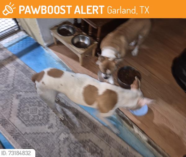 Found/Stray Male Dog last seen Doral/obanion, Garland, TX 75043