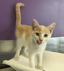 Shelter Stray Female Cat last seen Near S 1300 W, SALT LAKE CITY, UT, 84104, 511 W 3900 S, Salt Lake City, UT 84123, USA