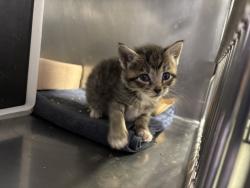 Shelter Stray Female Cat last seen 68-40 austin Street, FOREST HILLS, NY, 11375, 326 E 110th St, New York, NY 10029, USA
