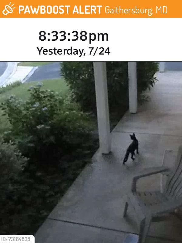 Found/Stray Female Cat last seen w deer park rd, Gaithersburg, MD 20877