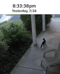 Found/Stray Female Cat last seen w deer park rd, Gaithersburg, MD 20877