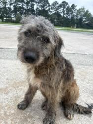 Reunited Male Dog last seen Found in Circle K parking lot by intersection McArthur Rd, Broadway, NC 27505
