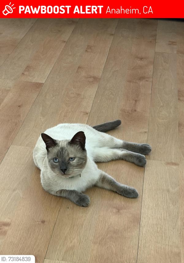 Lost Male Cat last seen Wagner and Sunkist, Anaheim, CA 92806