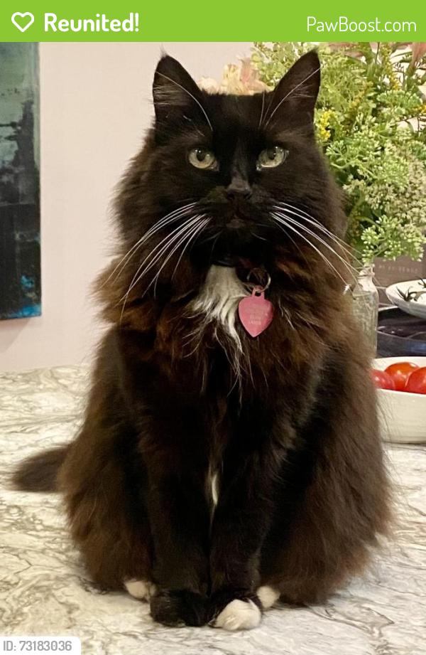 Reunited Female Cat last seen SE Berkeley Way & SE Tenino, Portland, OR 97202