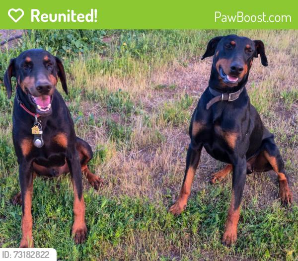 Reunited Male Dog last seen Fruitvale amd Mac tan, Valley Center, CA 92082