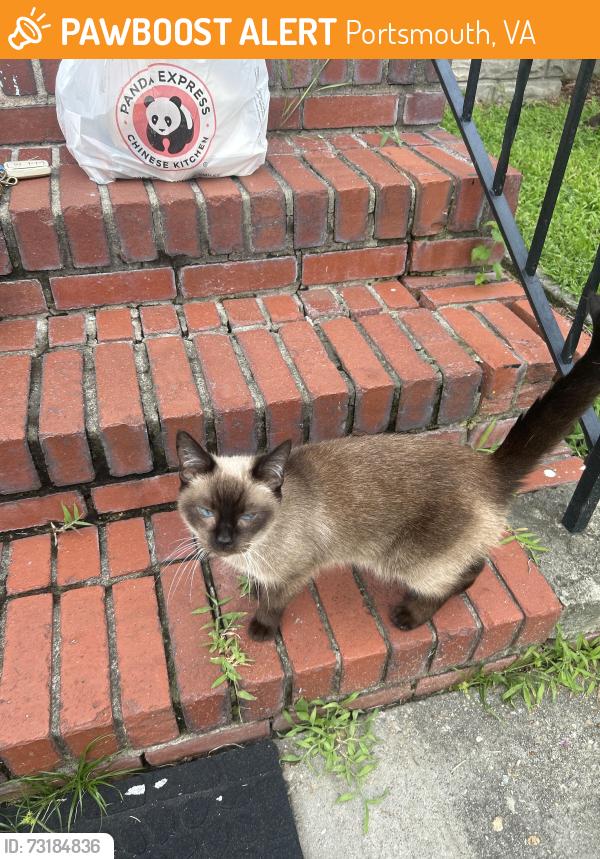 Found/Stray Female Cat last seen Idlewood Ave and Leckie St, Portsmouth, VA 23704