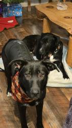 Reunited Female Dog last seen Rocky Lane/Hyder Mtn, Haywood County, NC 28721