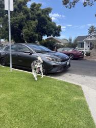 Found/Stray Female Dog last seen S la brea and fir st, Los Angeles, CA 90016