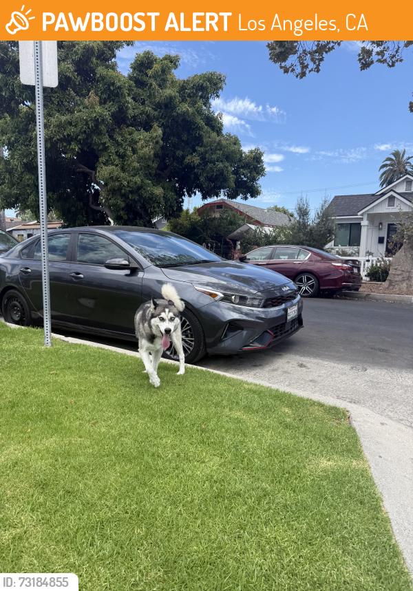 Found/Stray Female Dog last seen S la brea and fir st, Los Angeles, CA 90016