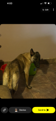 Lost Female Dog last seen Trekell anxCoftonwood, Casa Grande, AZ 85122