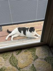 Lost Male Cat last seen Near West Center, Logan, UT 84321