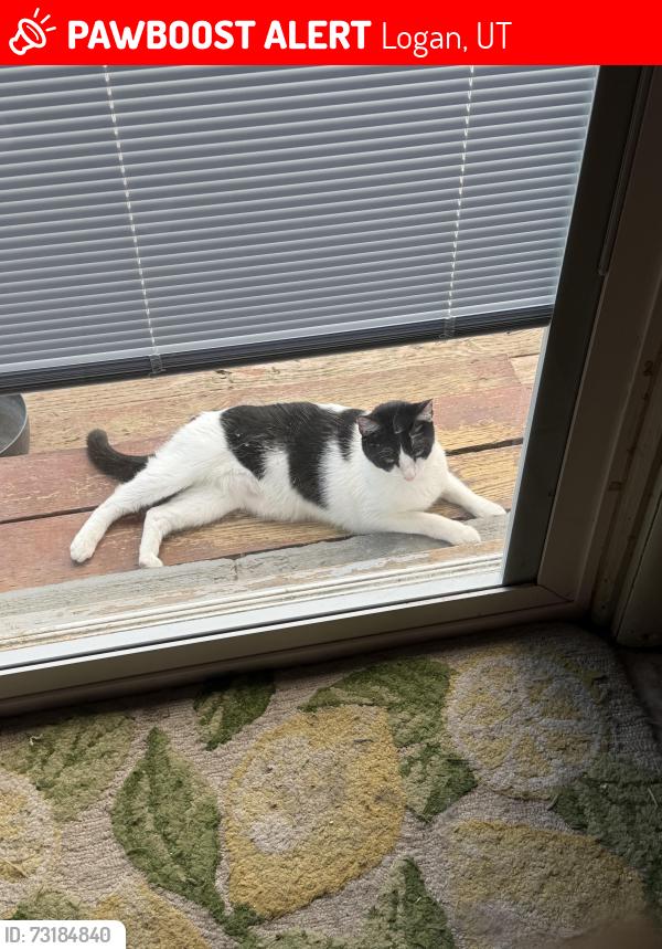 Lost Male Cat last seen Near West Center, Logan, UT 84321
