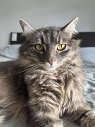 Lost Female Cat last seen Old yale rd and 125b st, Surrey, BC V3V 5A7