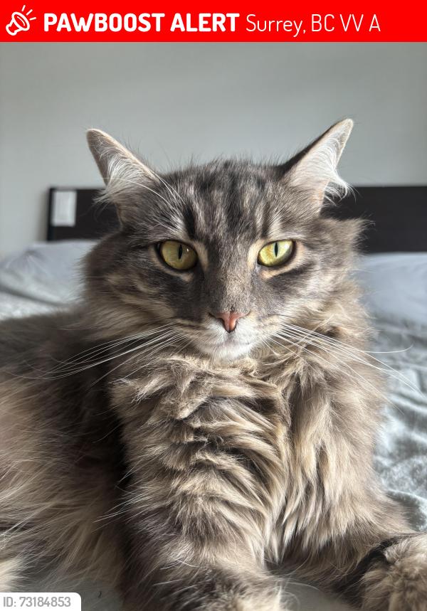 Lost Female Cat last seen Old yale rd and 125b st, Surrey, BC V3V 5A7