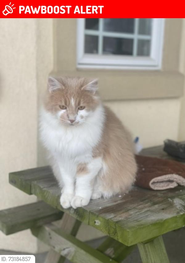 Lost Male Cat last seen By sunnyside apmts, Panama City Beach, FL 32413