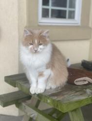 Lost Male Cat last seen By sunnyside apmts, Panama City Beach, FL 32413