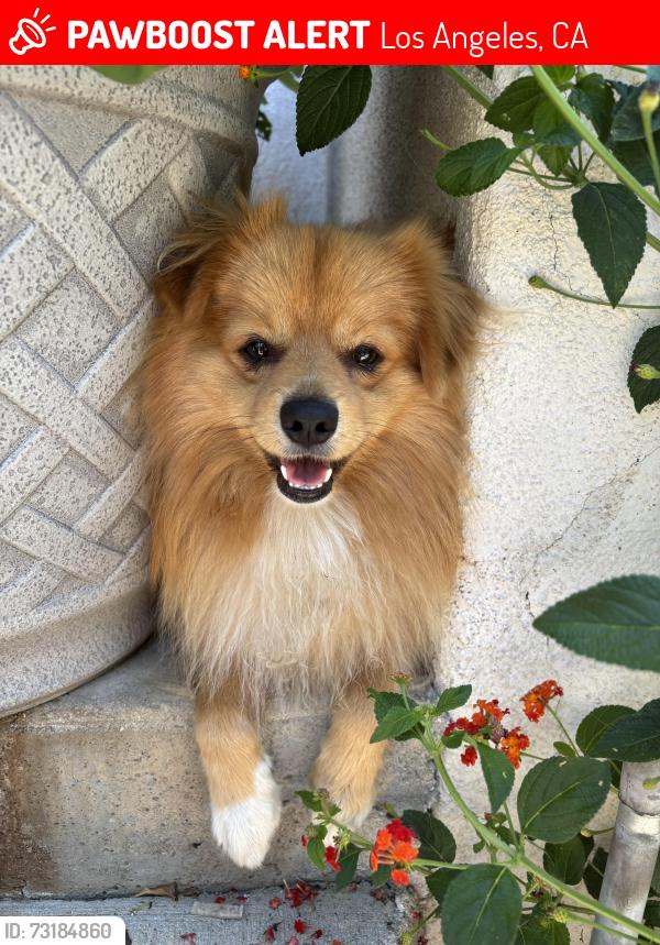 Lost Male Dog last seen Hubbbard and borden, Los Angeles, CA 91342