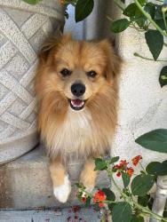Lost Male Dog last seen Hubbbard and borden, Los Angeles, CA 91342