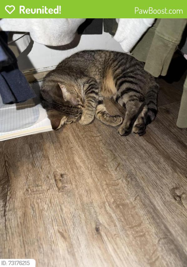 Reunited Female Cat last seen Hall, Grand Rapids, MI 49507
