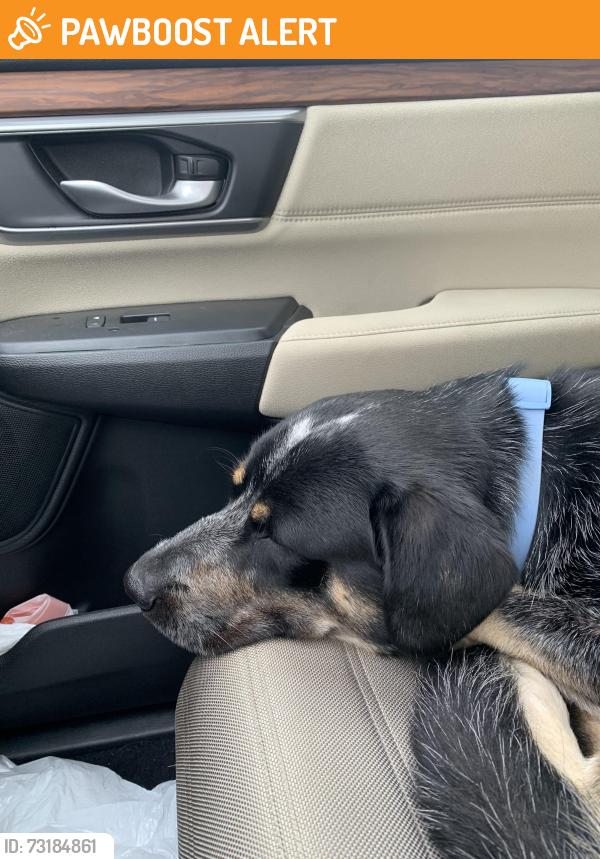 Found/Stray Male Dog last seen Highway N between Highway Z and T, St. Charles County, MO 63367