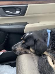 Found/Stray Male Dog last seen Highway N between Highway Z and T, St. Charles County, MO 63367