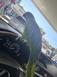 Reunited Female Bird last seen Near, Queens, NY 11358