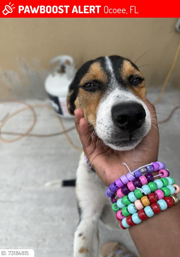 Lost Female Dog last seen 16th ave ocoee 34761, Ocoee, FL 34761
