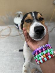 Lost Female Dog last seen 16th ave ocoee 34761, Ocoee, FL 34761