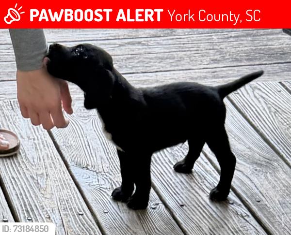Lost Male Dog last seen Templeton/Beersheba Re, York County, SC 29710