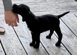 Lost Male Dog last seen Templeton/Beersheba Re, York County, SC 29710
