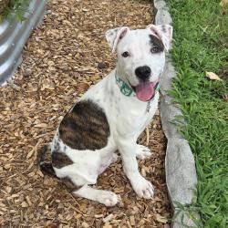 Shelter Stray Female Dog last seen , 2350 Appling City Cove, Memphis, TN 38133, USA